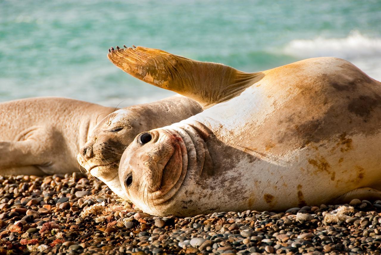 Hotel Peninsula Valdes Puerto Madryn Zewnętrze zdjęcie